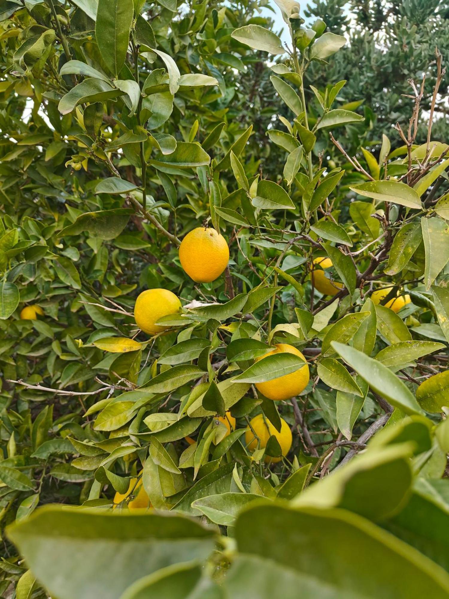 Finca Oliva Bolulla Eksteriør billede