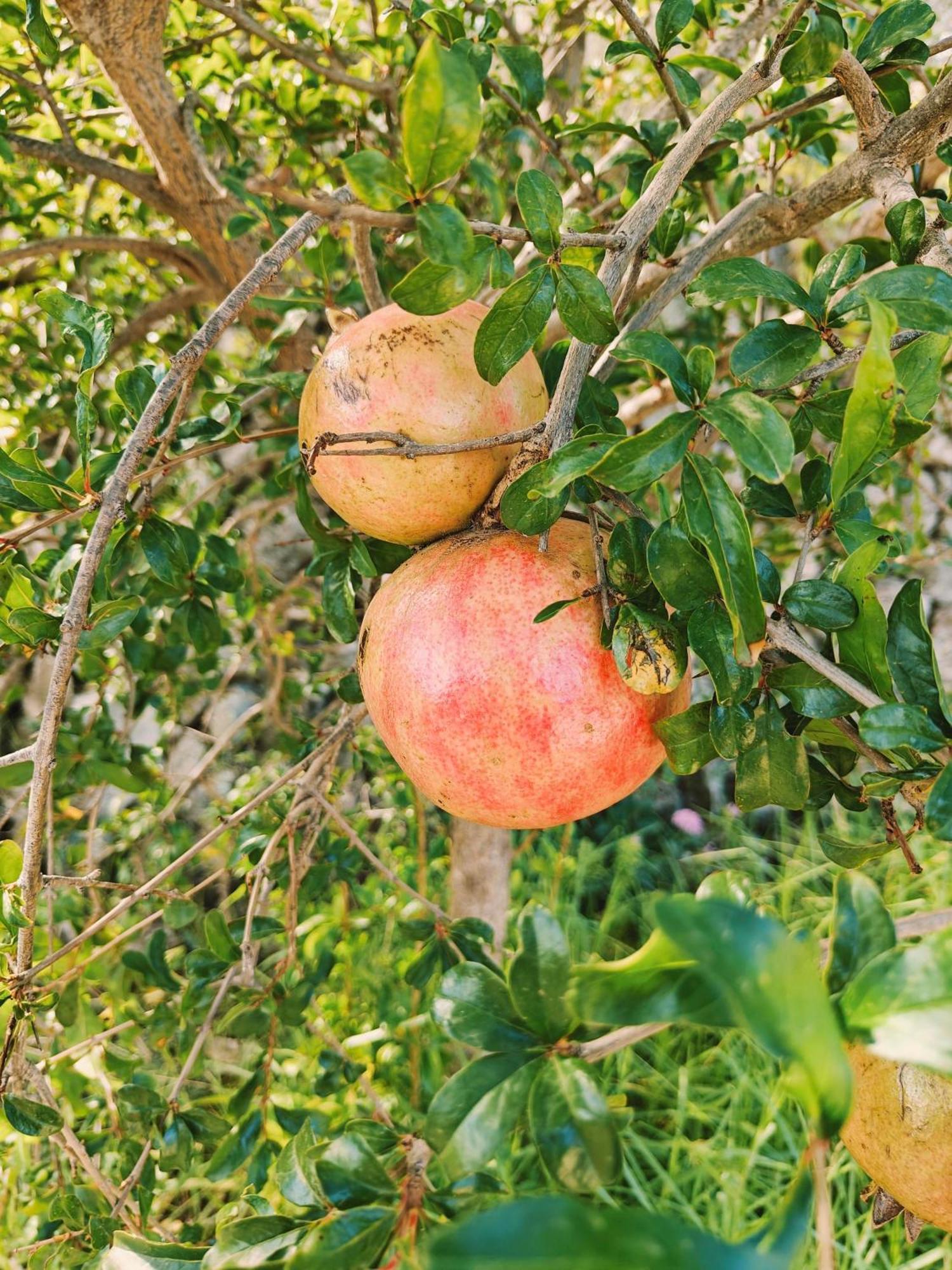 Finca Oliva Bolulla Eksteriør billede